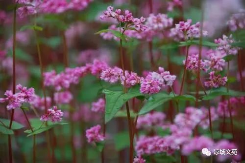 【小说】苦荞花连载之七(小荞和翠花的打工之路)