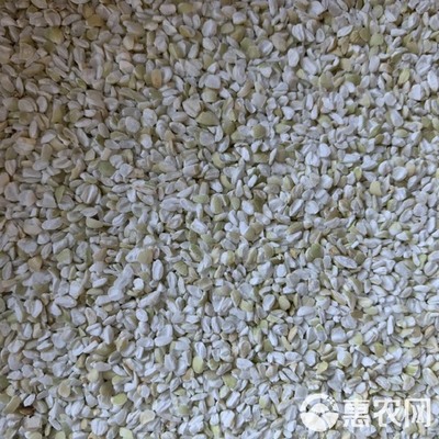 荞麦米 荞糁子